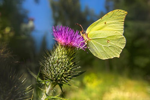 Close-up of a Butterfly on a Thistle Flower 