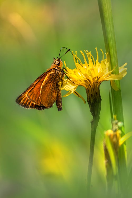 Brown Skipper Butterfly Drinking Nectar from a Yellow Flower