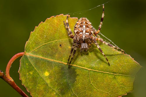 Close Up Photo of Spider on Green Leaf