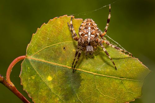 Free Detailed image of a European garden spider on a green leaf, showcasing natural patterns. Stock Photo