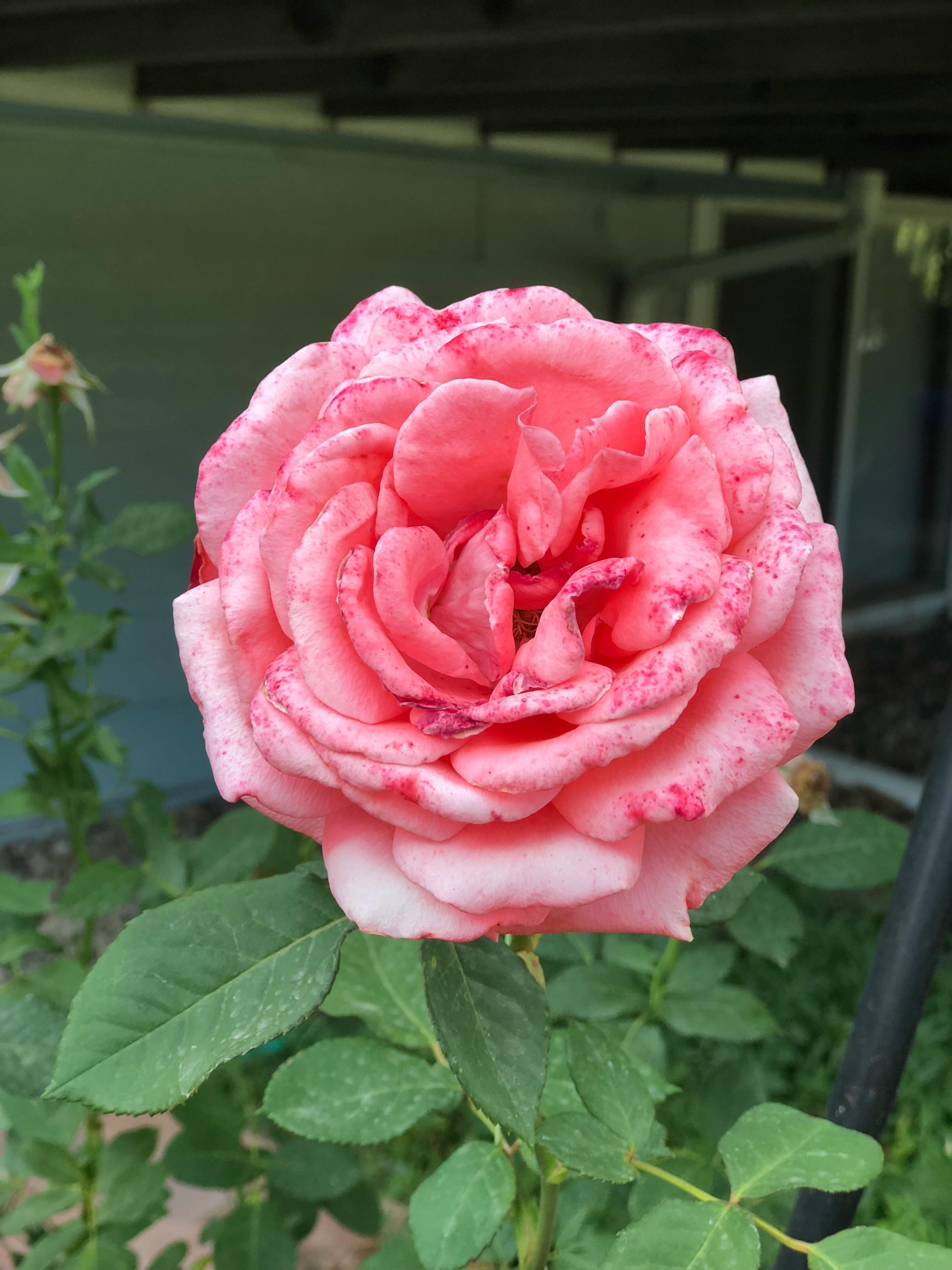 Photo Gratuite De Fleurs Fond Décran 4k Rose
