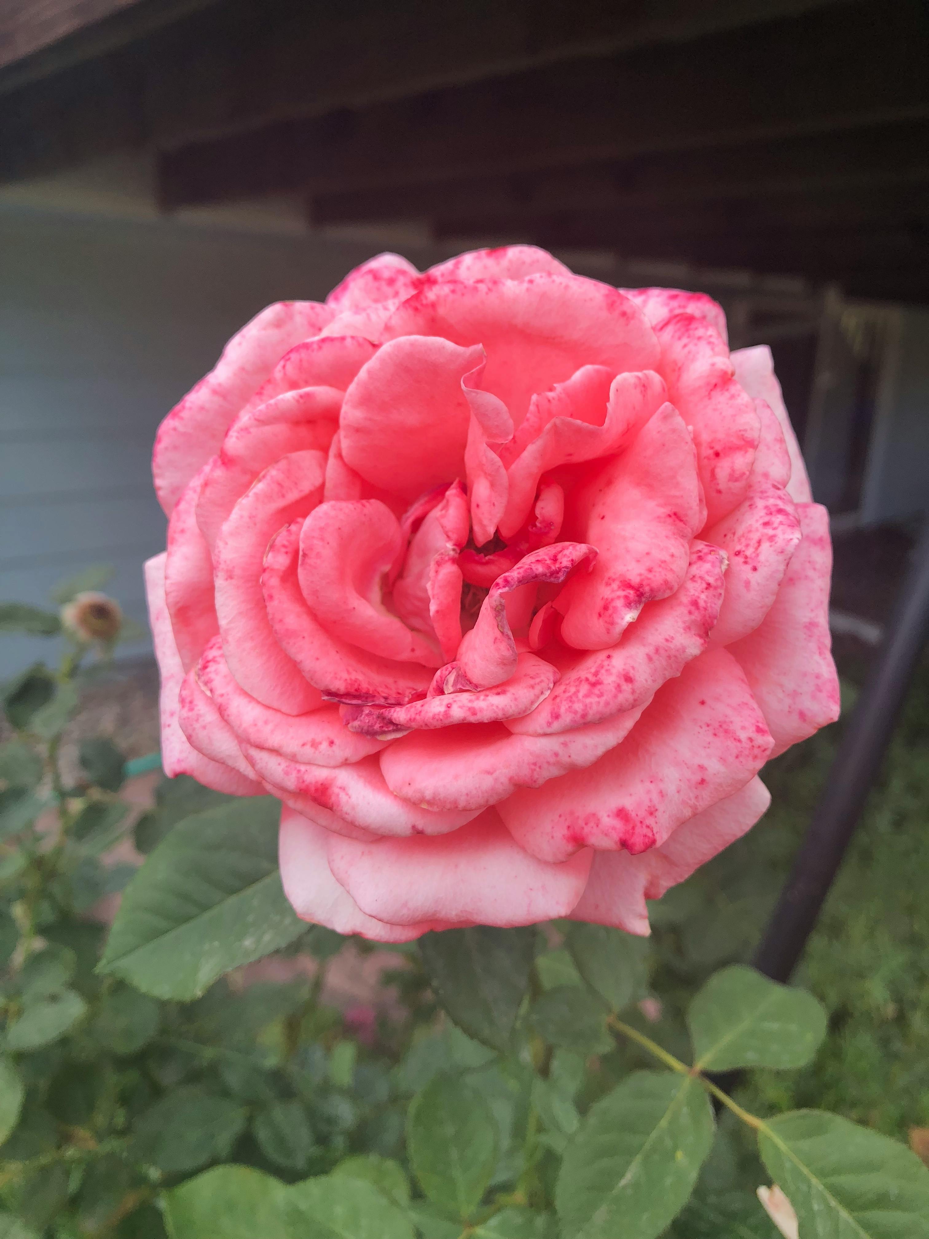 4kの壁紙 ピンクのバラ ローズの無料の写真素材