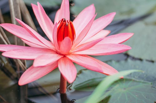 Close-up on Pink Lotus Flower