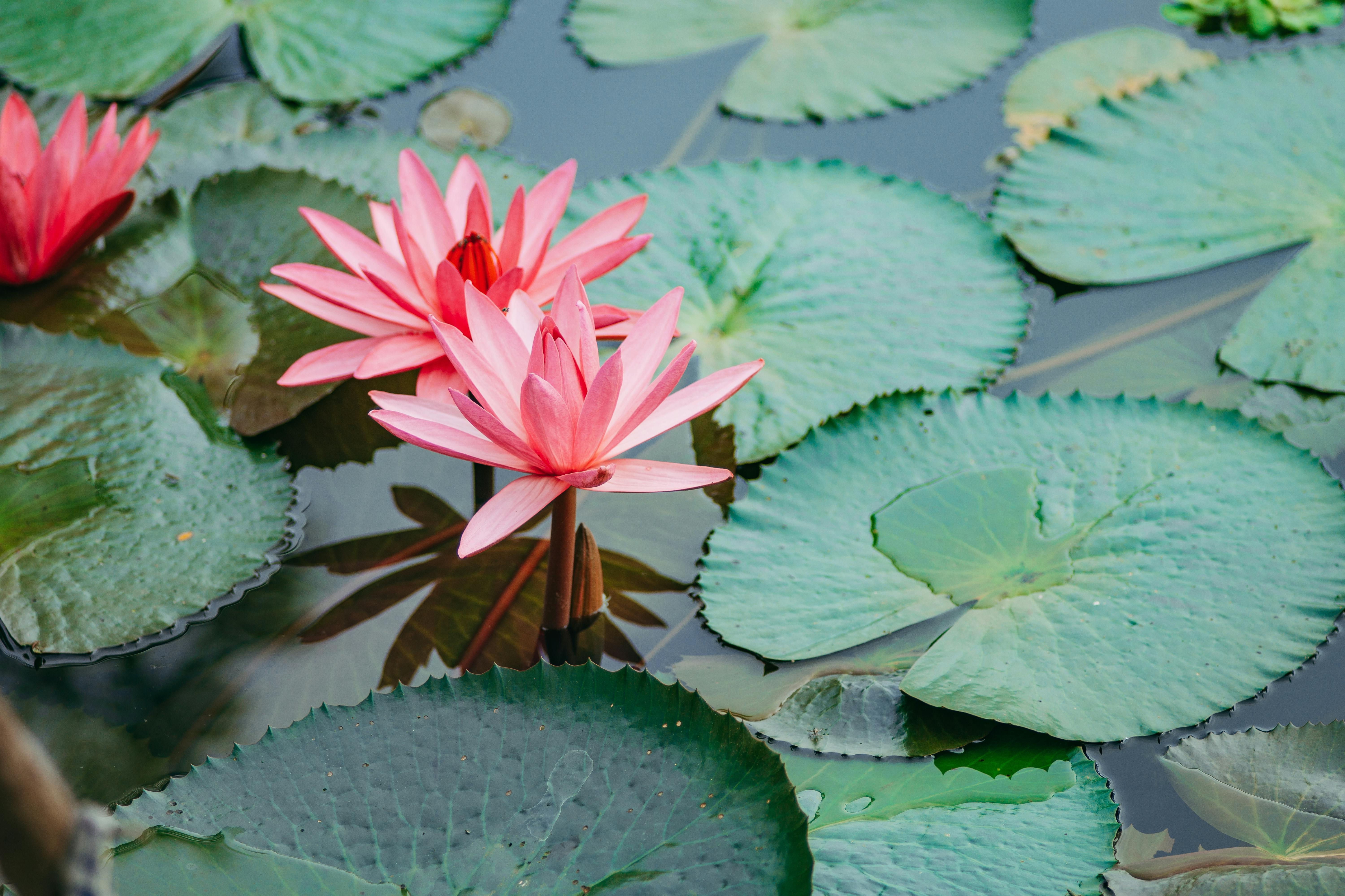 Beautiful pink lotus flowers with green lily pads floating on a tranquil water surface.