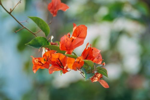Free Bright orange bougainvillea flowers blooming on a branch against a blurred background, symbolizing spring. Stock Photo