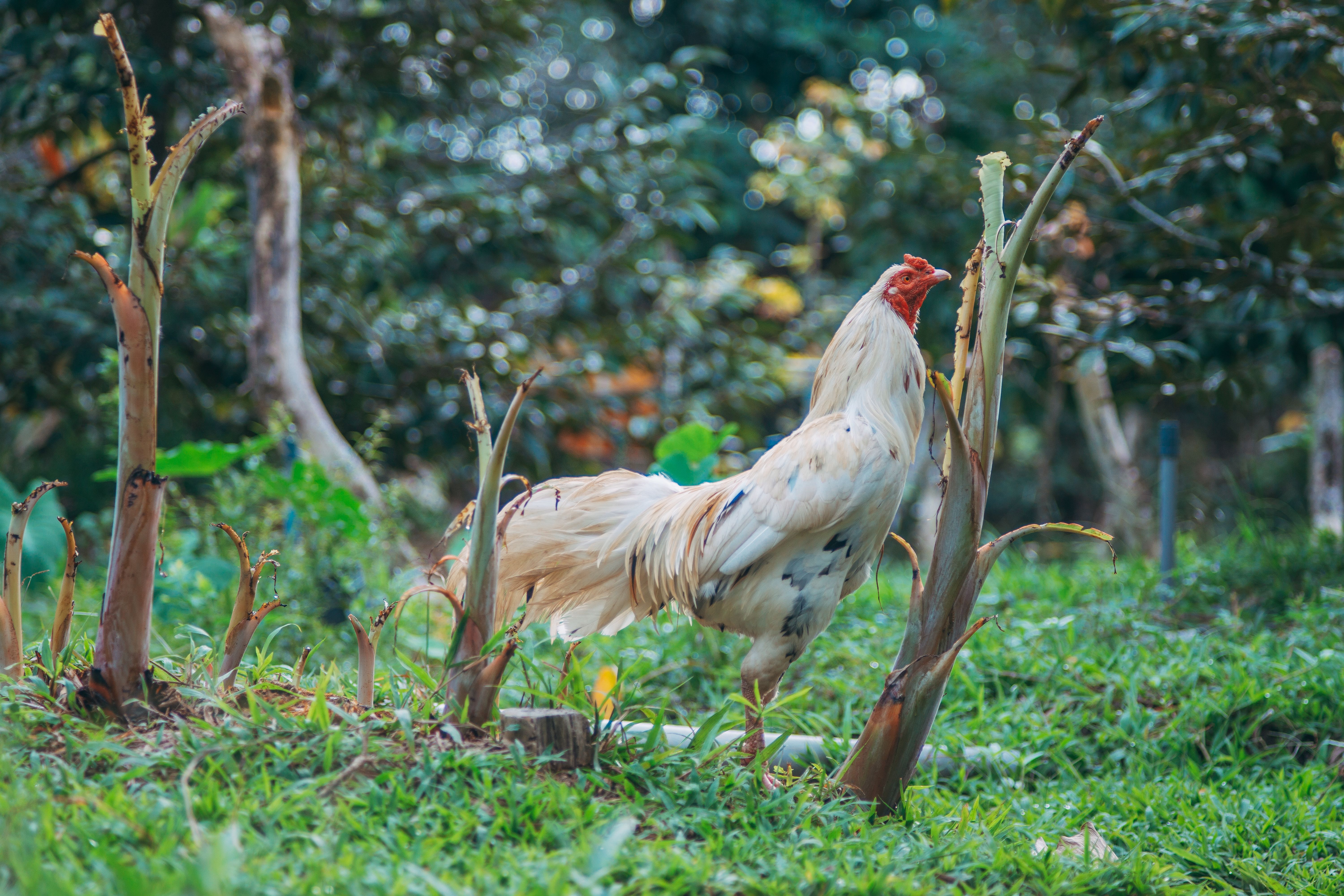 A majestic rooster standing proudly amidst lush greenery outdoors.