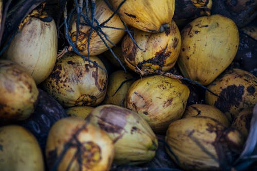 Imagine de stoc gratuită din cocotier, faleză, nucă de cocos