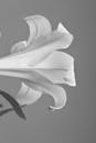 Black and White Photo of a Lily Flower