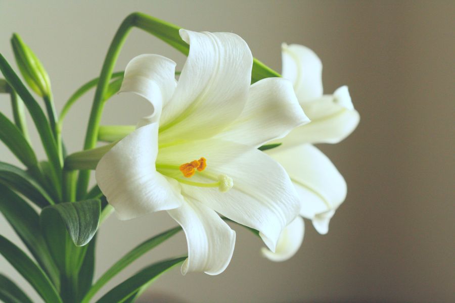 Close-up of white lilies with green leaves