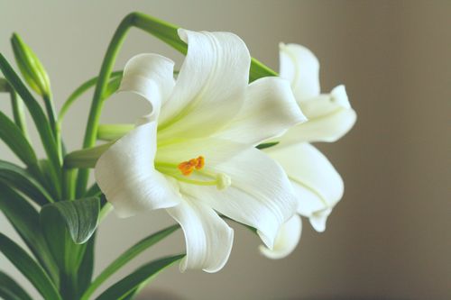 Free A close-up of white lilies with delicate petals and green leaves, perfect for nature lovers. Stock Photo