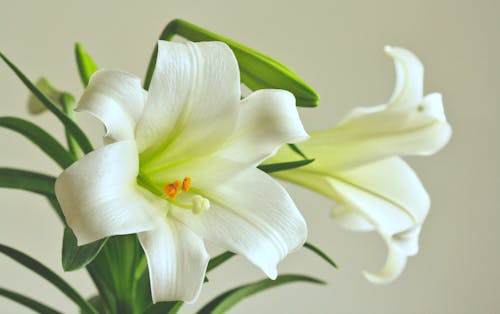 Безкоштовне стокове фото на тему «білі квіти, букет, великдень лілії»