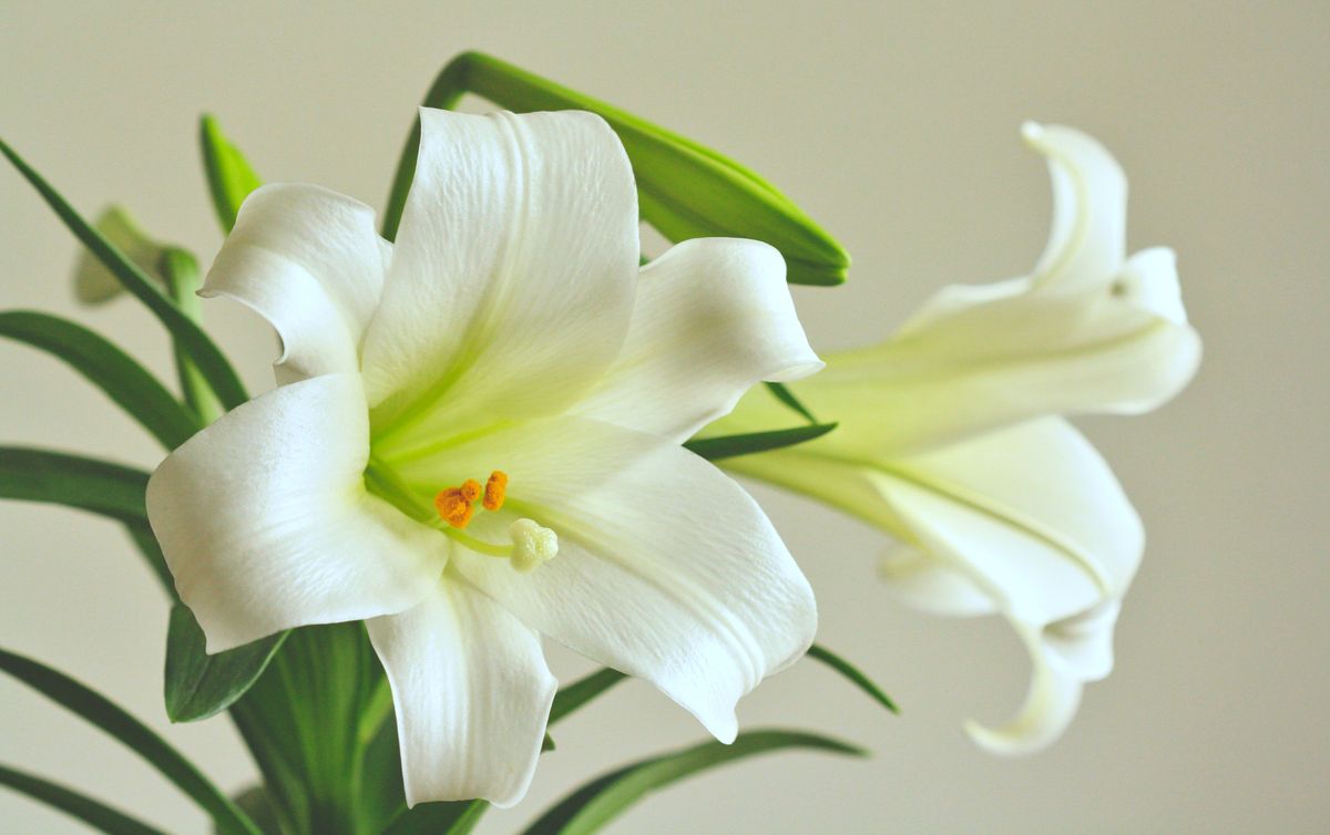 Easter Lily Poisoning in Cats in Canada: Symptoms, Timeline & What to Do