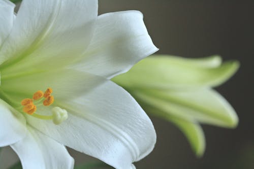 밝은, 백합, 섬세한의 무료 스톡 사진