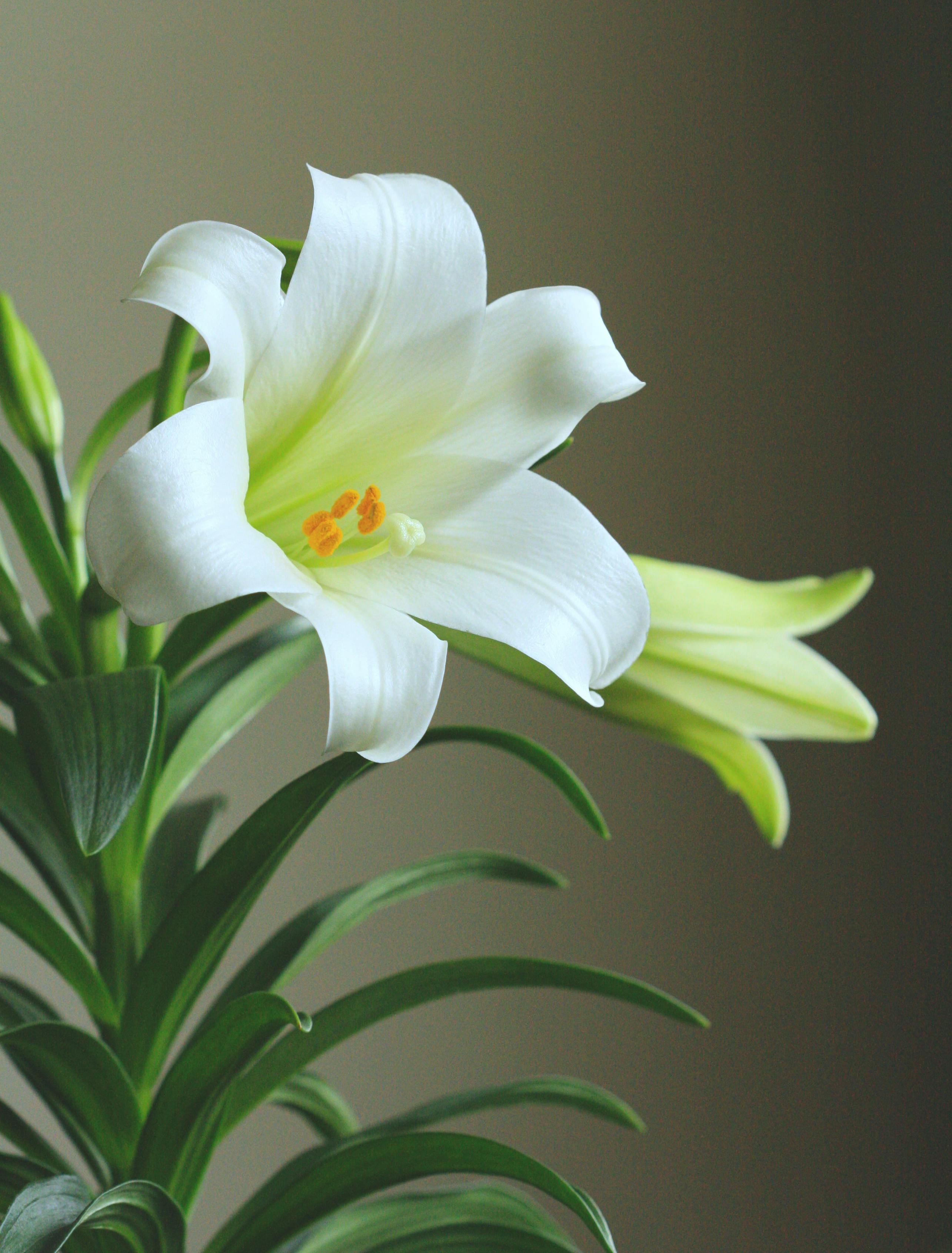 White Flower · Free Stock Photo