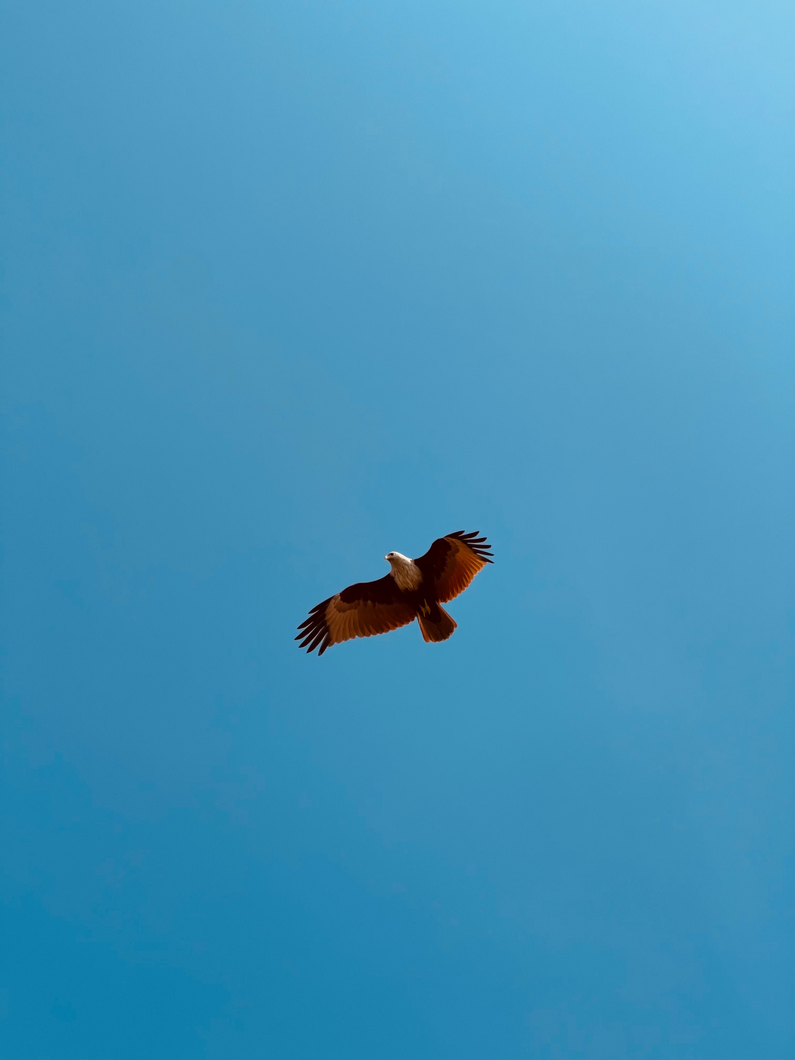 Majestic Eagle Soaring in Clear Blue Sky · Free Stock Photo