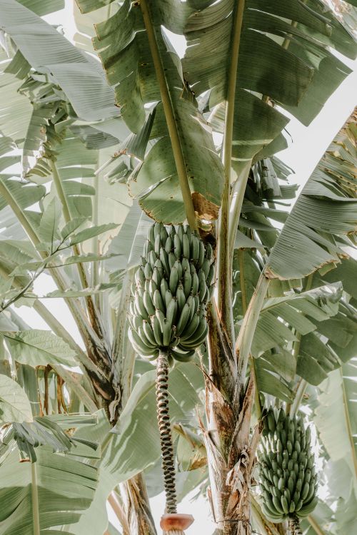 Free Close-up of green bananas on a tree in El Pajonal, Guatemala. Stock Photo