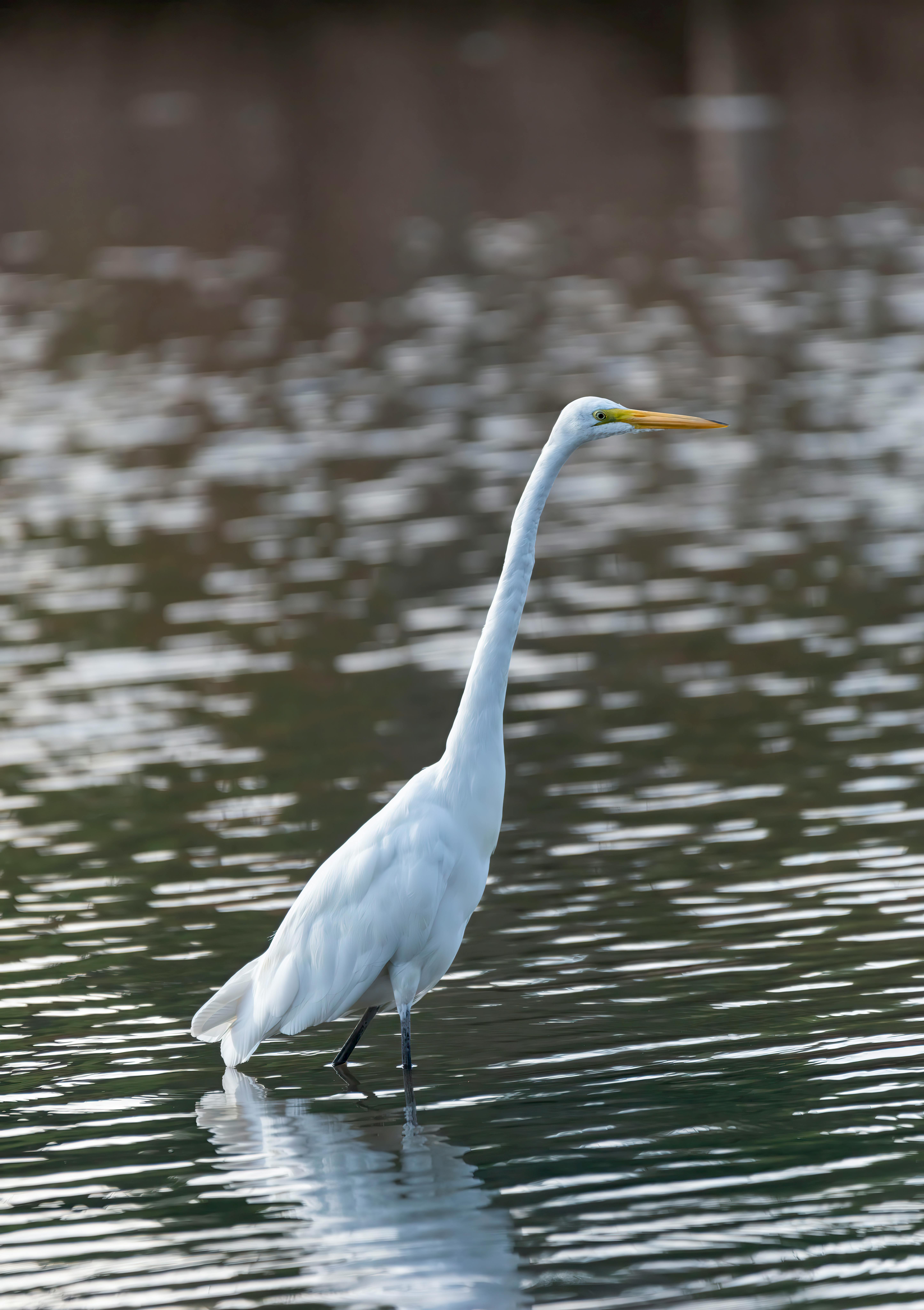 Ücretsiz akarsu, akbalıkçıl, ardea alba modesta içeren Ücretsiz stok fotoğraf Stok Fotoğraflar