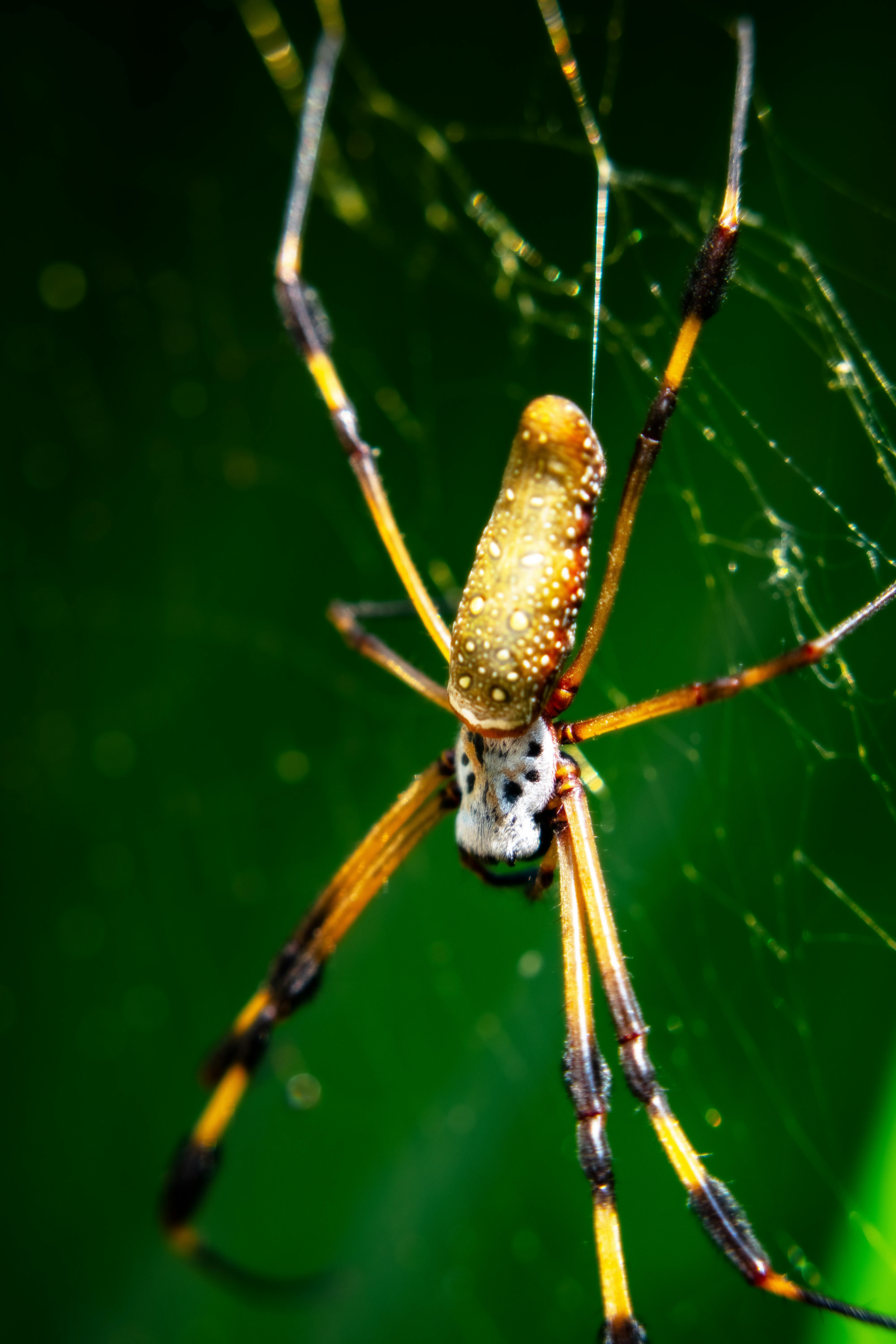 Animal Spider Wallpaper Photos, Download The BEST Free Animal Spider