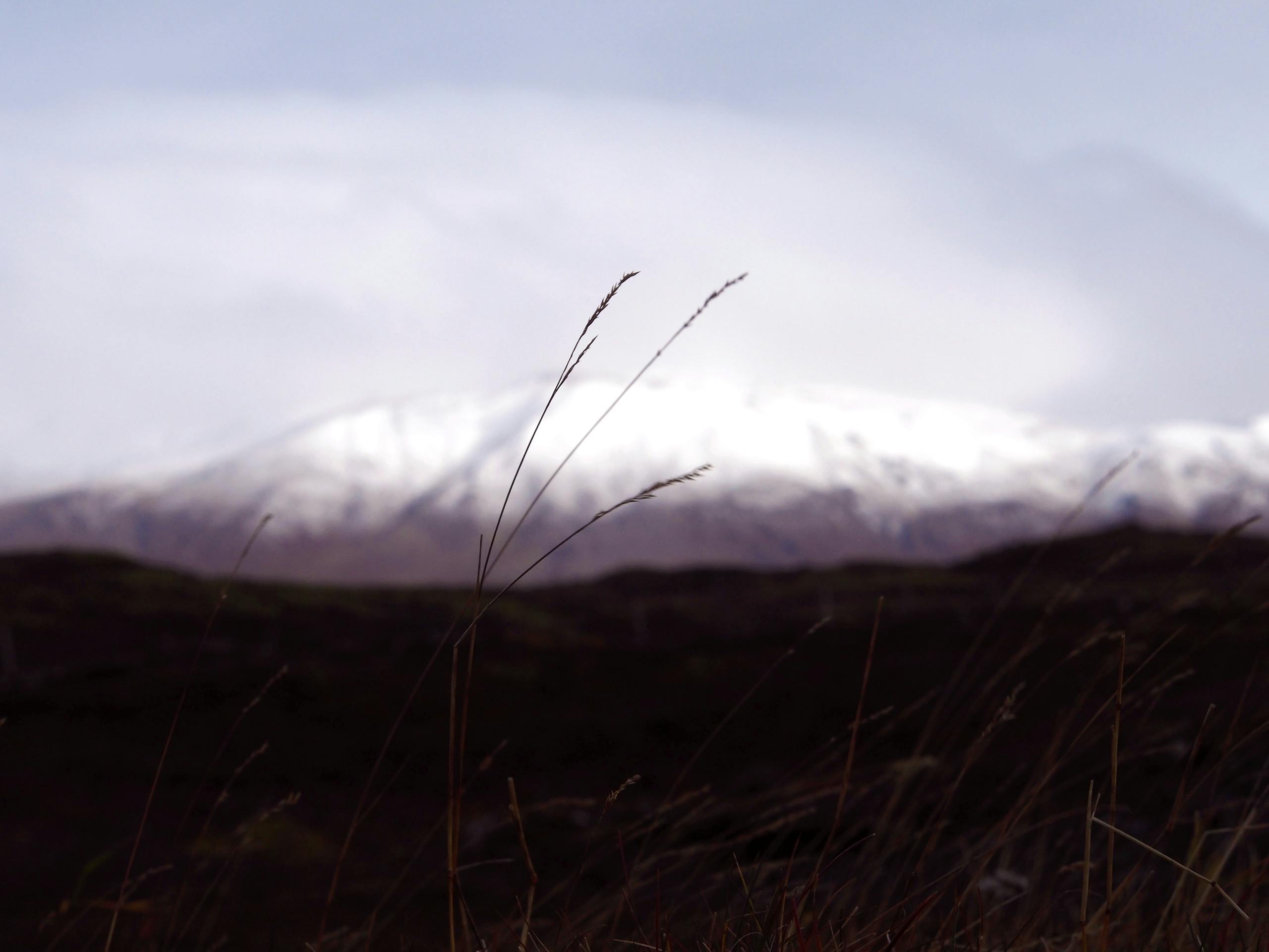 Free stock photo of blade of grass, blurred background, snow capped mountain