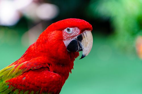 Free Close-up of a colorful Red and Green Macaw parrot with a vibrant green background. Stock Photo