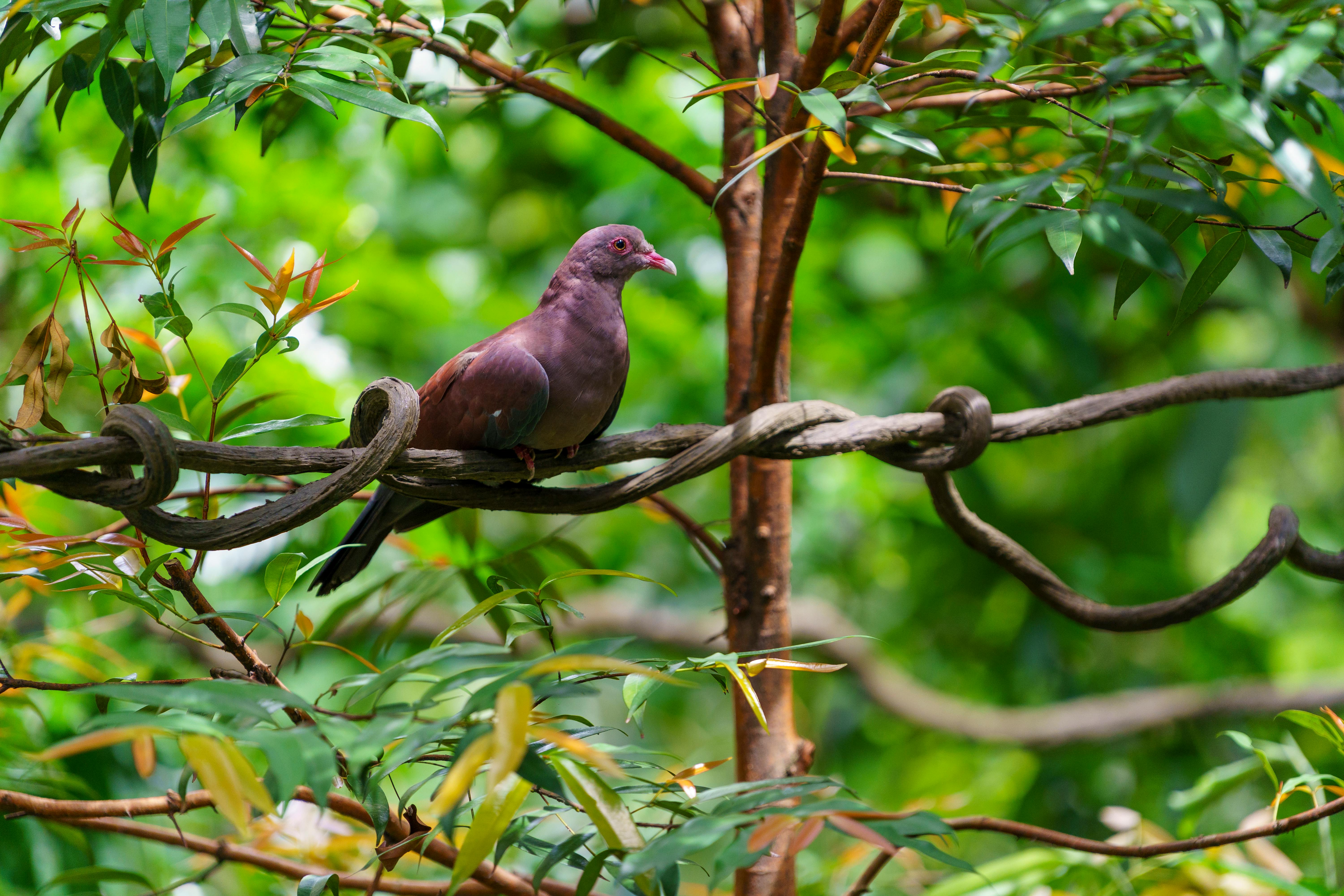 在网上发布虚假的资格认证服务，骗取受害人费用