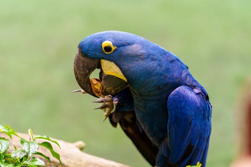 Gratis stockfoto met detailopname, dierenfotografie, dineren