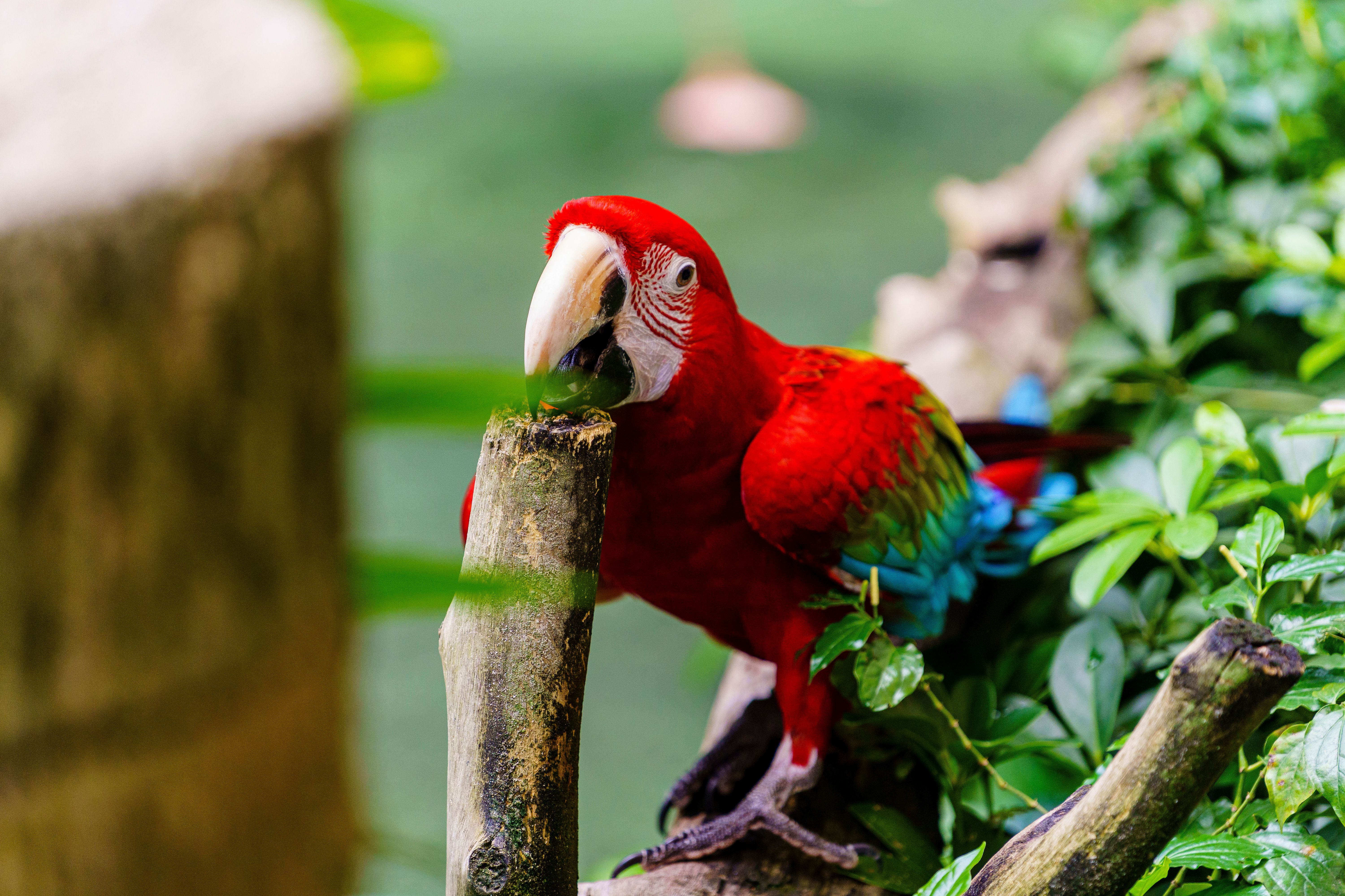 Curated visual reference: Red And Green Macaw Parrot Sharpening Its Beak Photo Inspiration