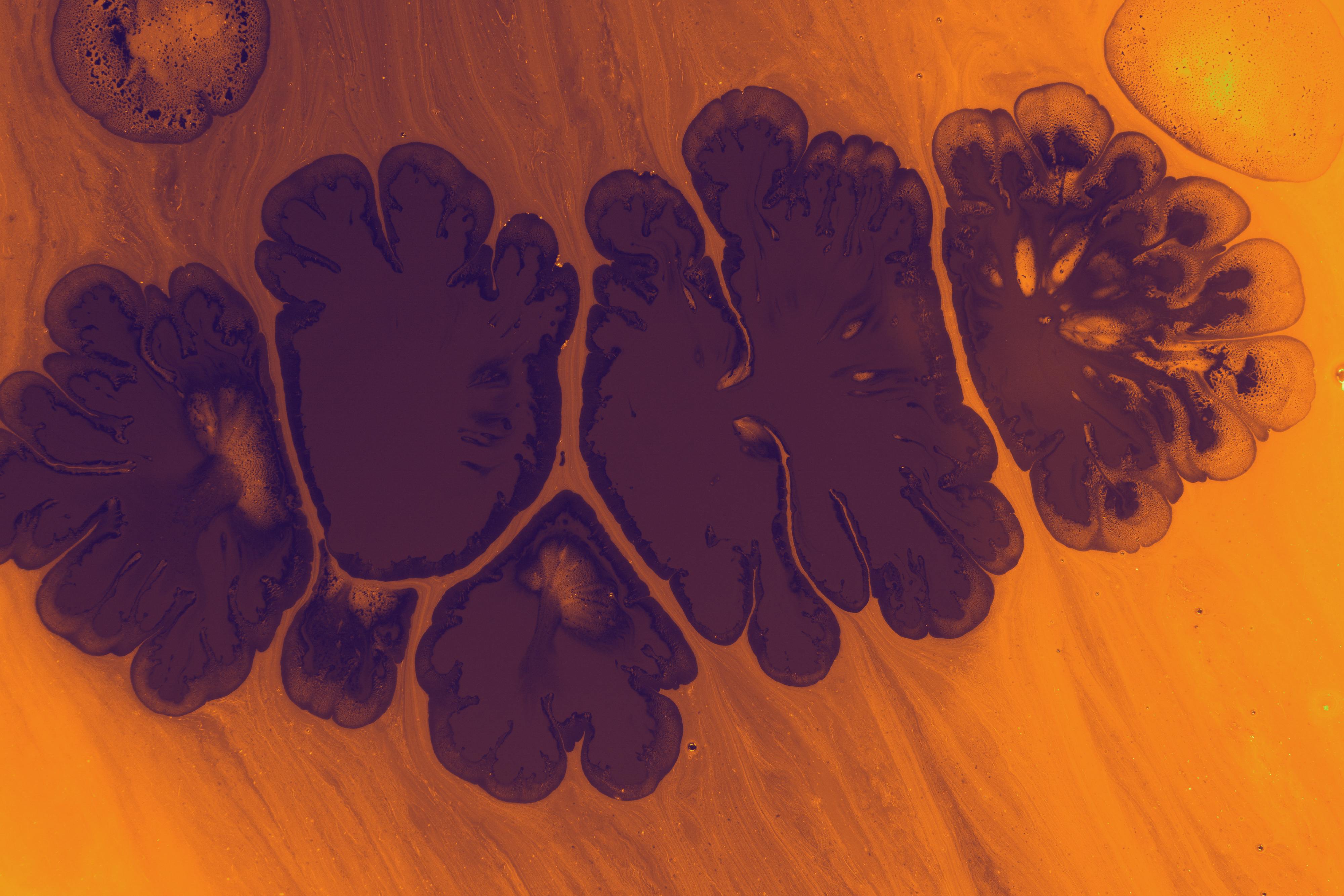 From genes to networks: neurobiological bases of neurodiversity across common developmental disorders — Photo by Turgay Koca 