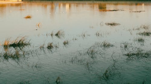 Fotos de stock gratuitas de ciénaga, cuerpo de agua, pastos