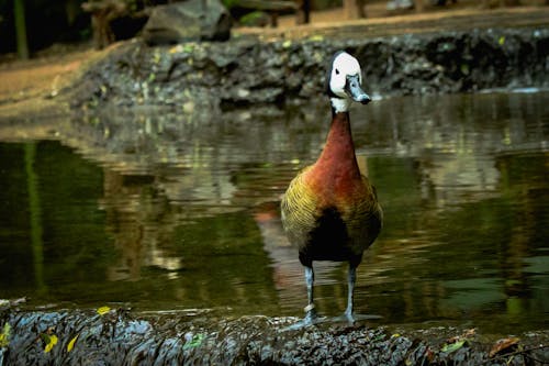 Бесплатное стоковое фото с dendrocygna, parque das aves, viduata