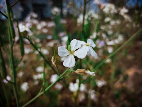 Foto stok gratis bokeh, bunga yang indah, latar belakang blur