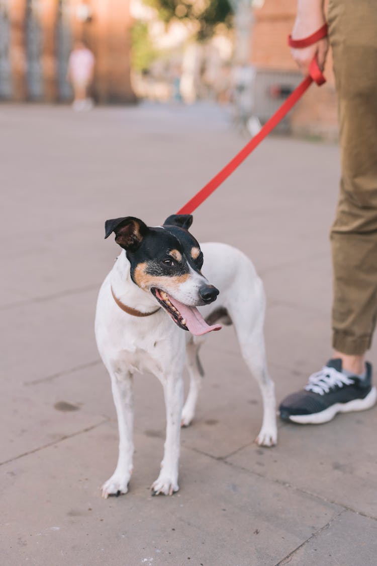 Dog On A Leash 