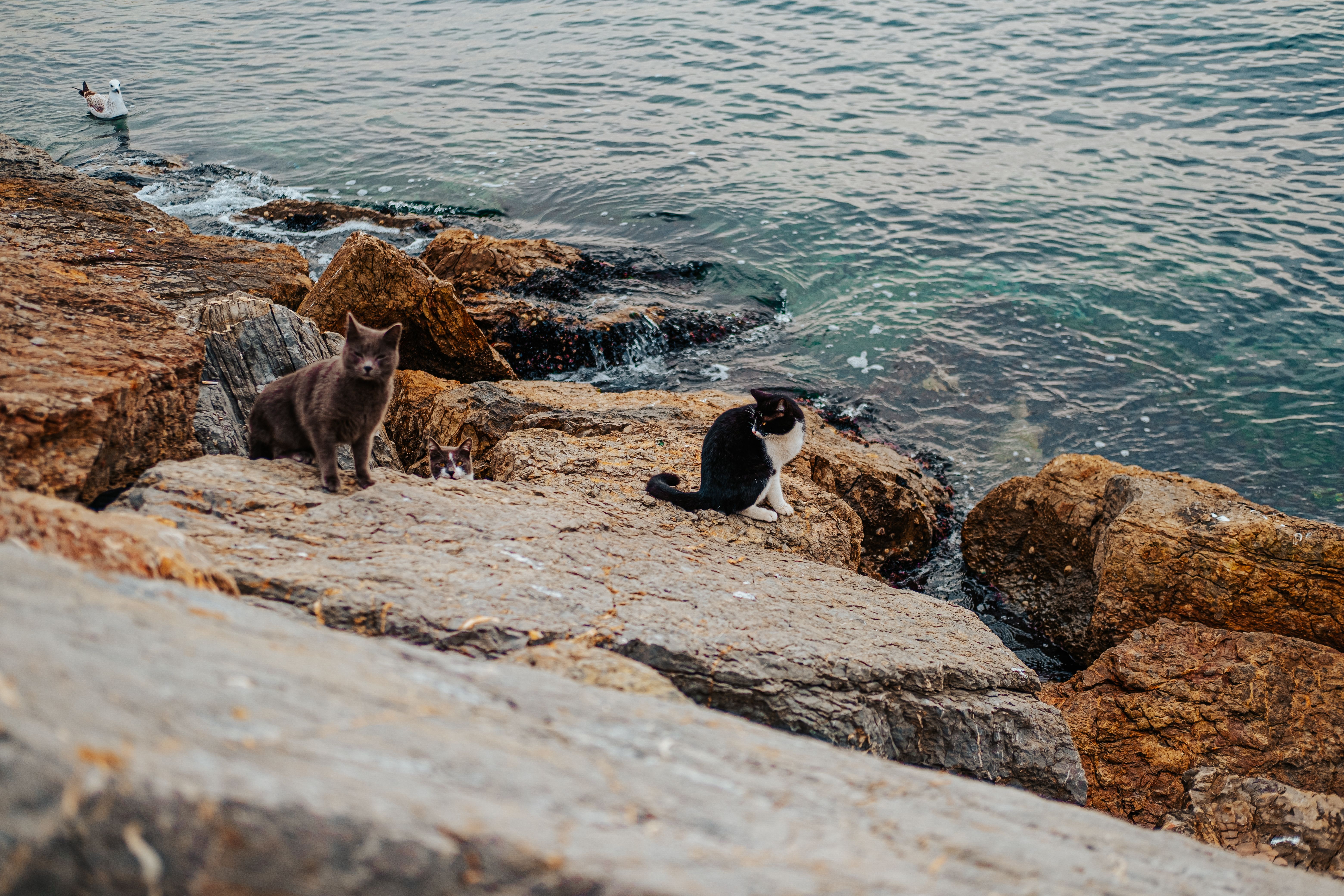 Cats on the Coastal Rocks · Free Stock Photo