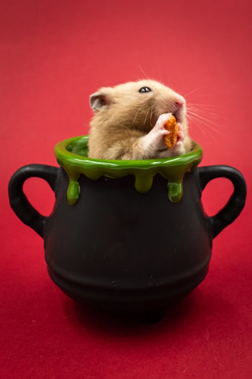 Hamster comendo a sua ração para hamster