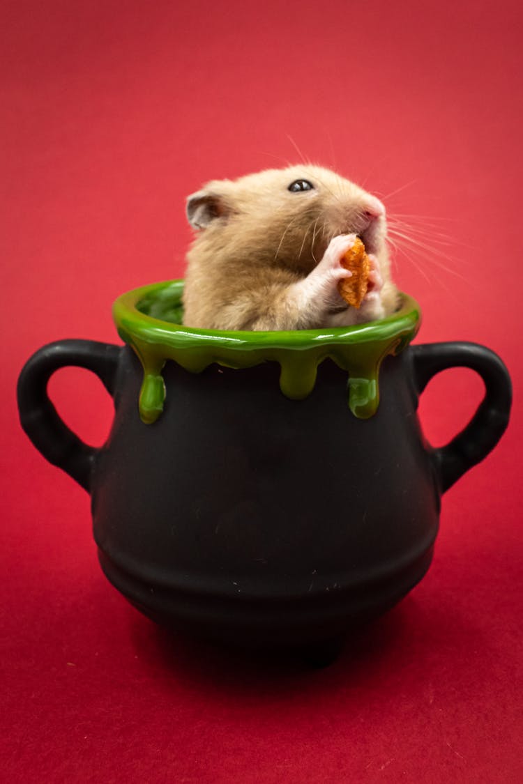 Hamster In Vase