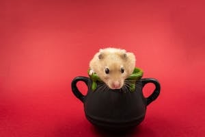Free stock photo of animal, cup, curiosity