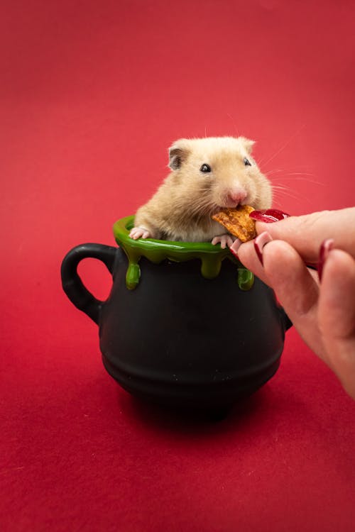 Woman Feeding Guinea Pig