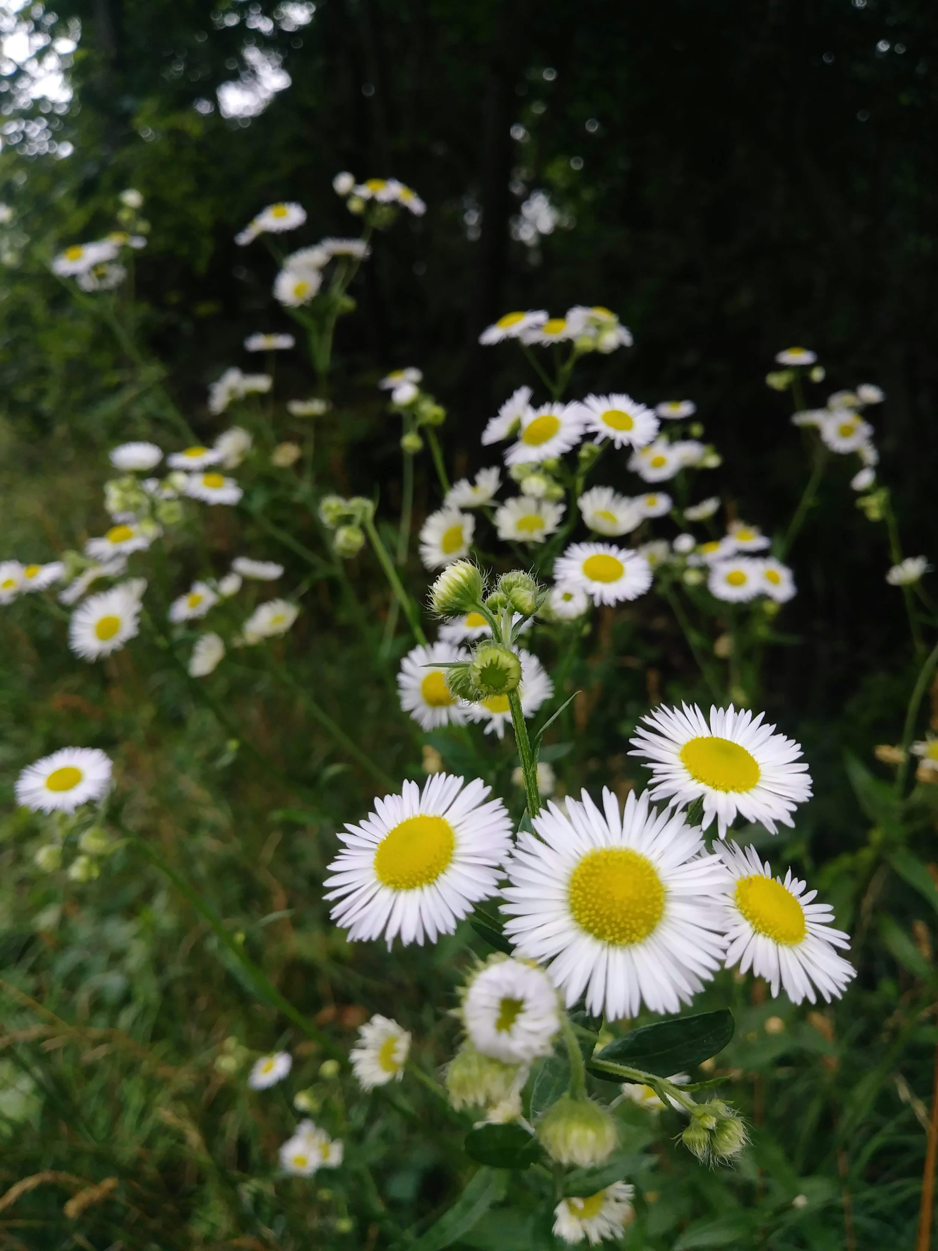 Kostenloses Foto Zum Thema Aster Ausdauernd Bluhen