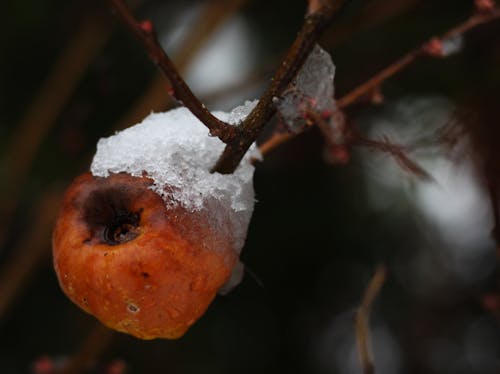 Immagine gratuita di alberi coperti di neve, albero caduto, albero da frutta