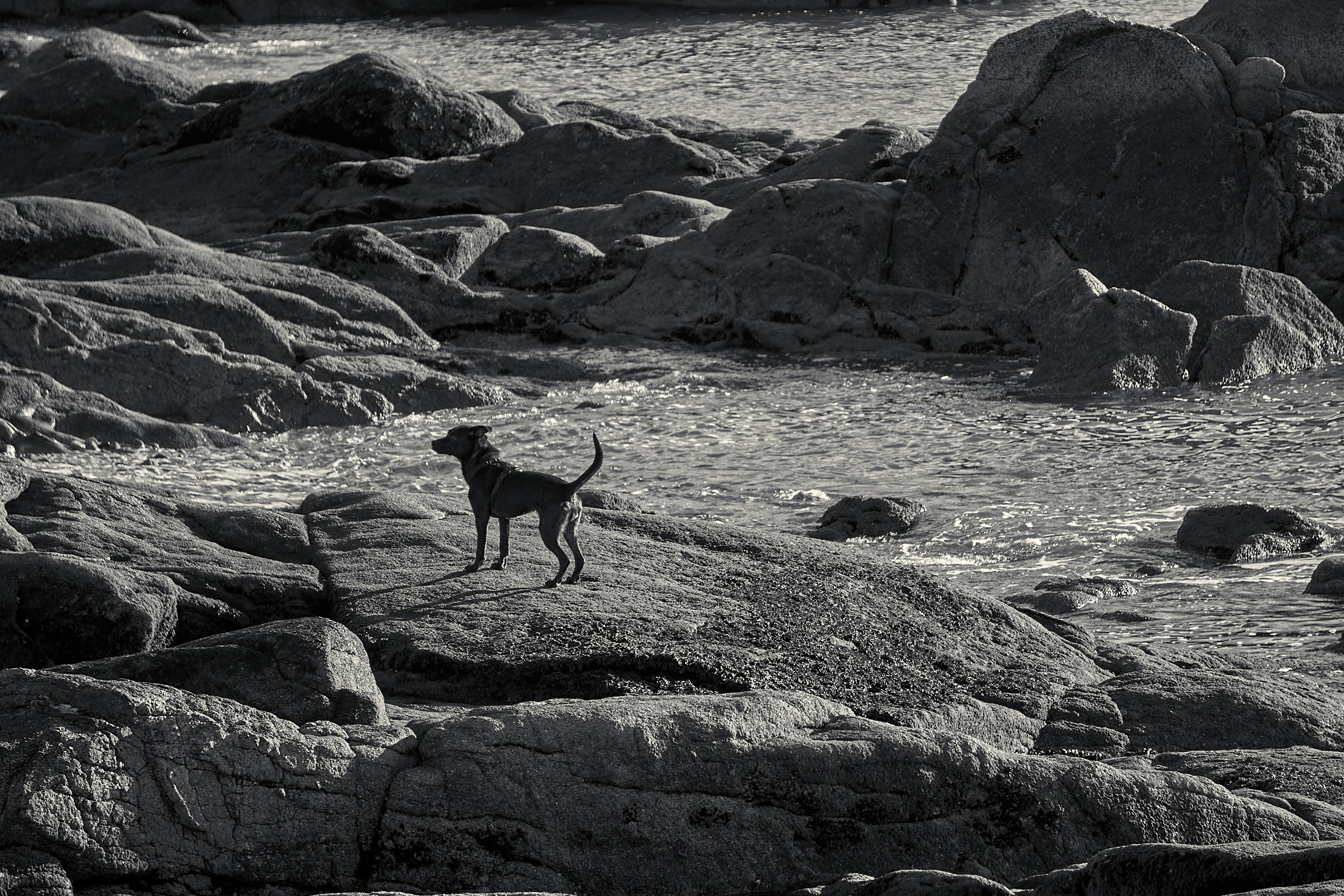 Dog standing on rocks by the ocean in black and white coastal photograph