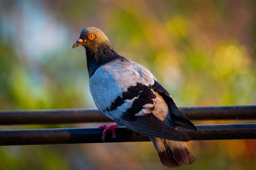 Free Detailed close-up of a pigeon perched on a rail, bathed in warm sunlight with blurred nature background. Stock Photo