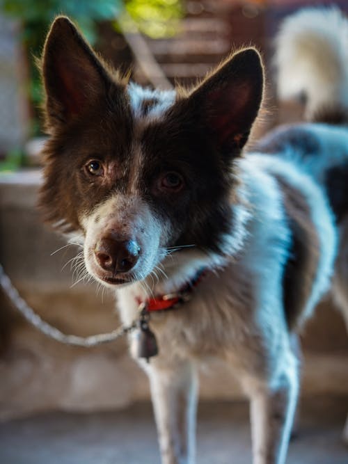 Fotos de stock gratuitas de animal, Border Collie, canino