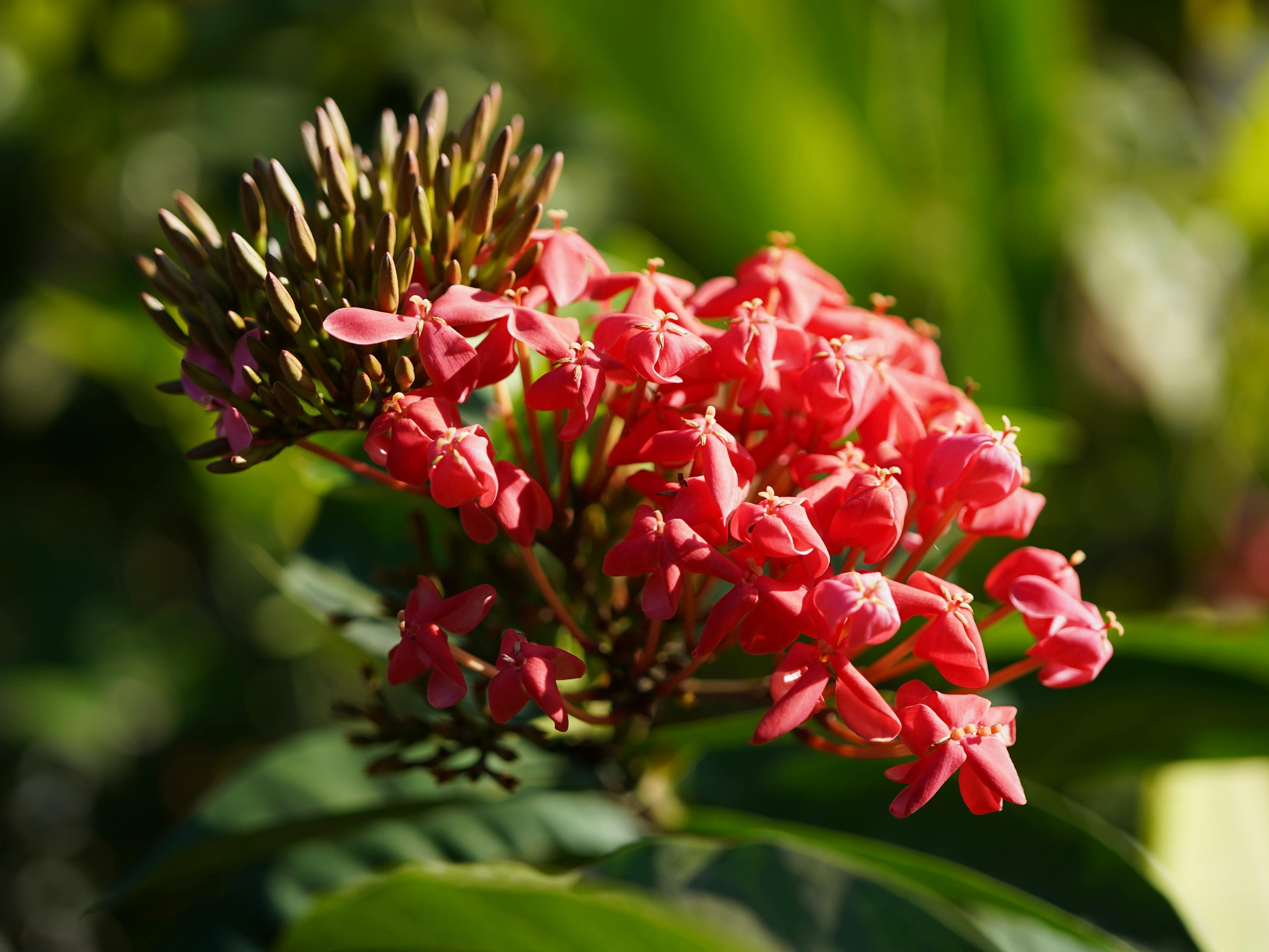 CloseUp Shot of Blooming Santan Flowers · Free Stock Photo