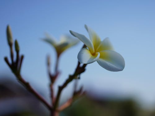 Безкоштовне стокове фото на тему «rauvolfioideae, Біла квітка, впритул» стокове фото