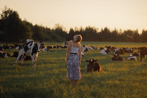 女人, 奶牛, 後視圖 的 免费素材图片