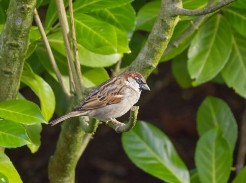 Free Close-up of Eurasian Tree Sparrow perched among lush green leaves in natural setting. Stock Photo