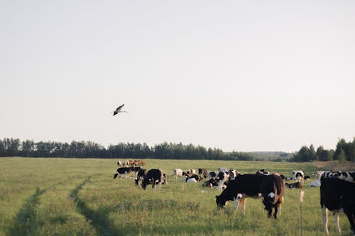 Cows Grazing in a Field 
