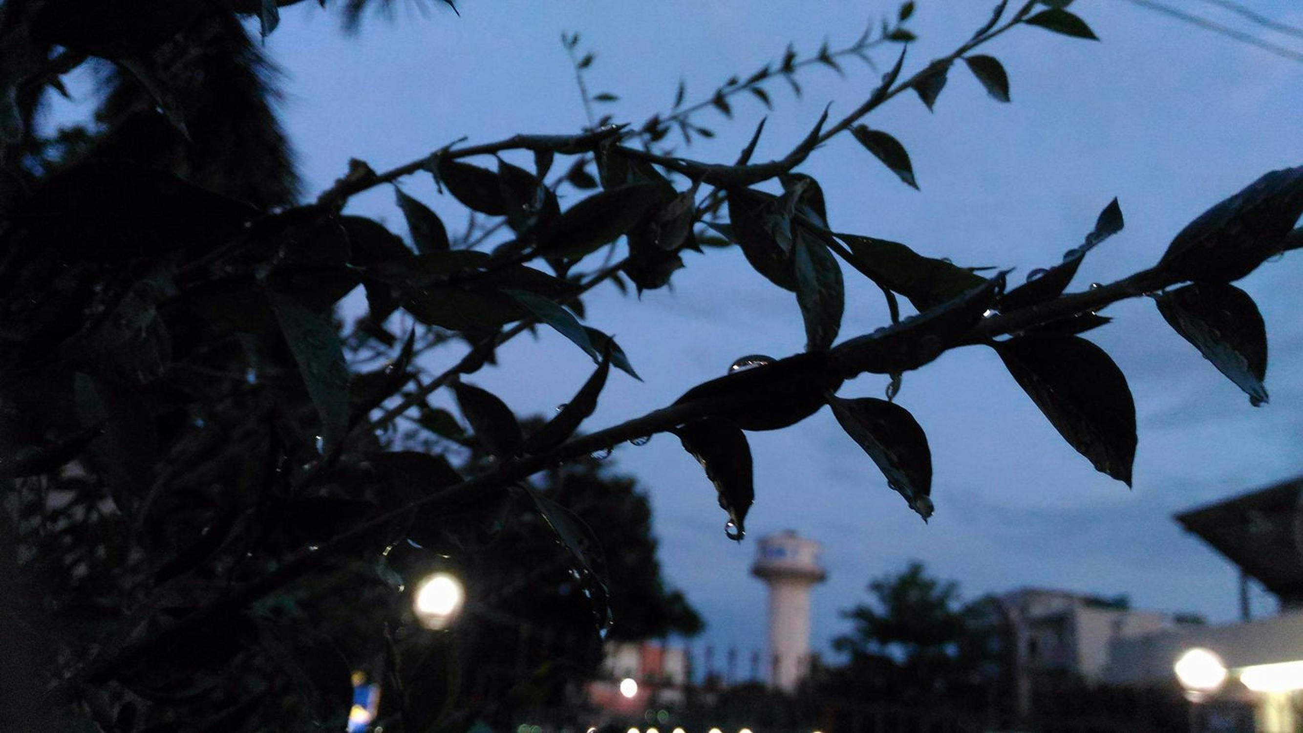 Free stock photo of evening, evening sky, plant