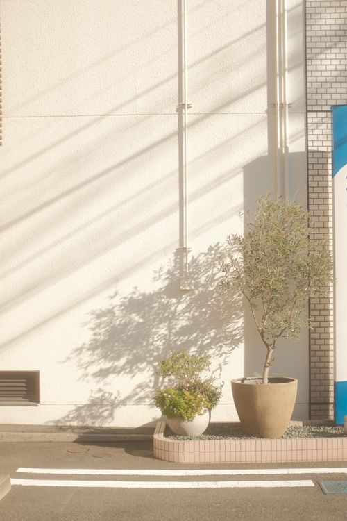 Free Potted plants casting shadows on a sunlit urban sidewalk, creating a serene city scene. Stock Photo