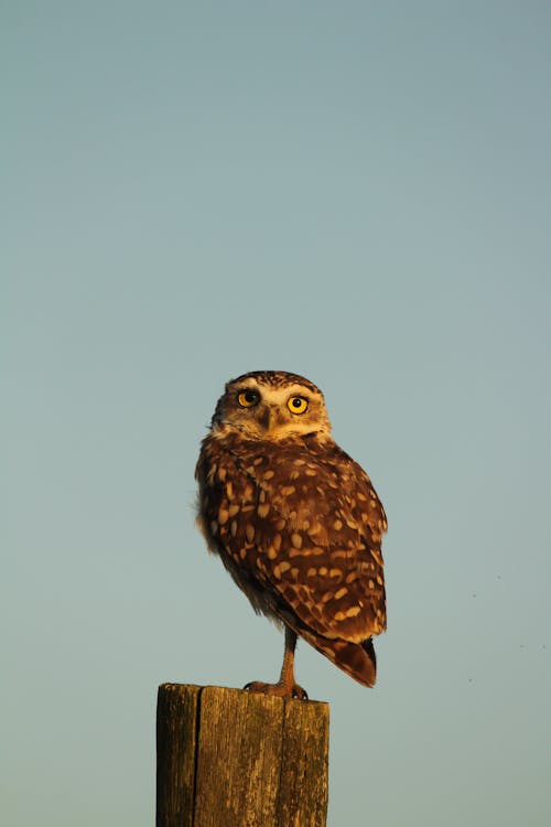Owl on Wooden Post